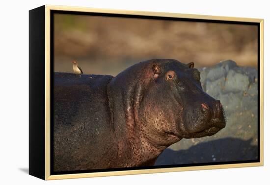 Hippopotamus (Hippopotamus Amphibius) with a Red-Billed Oxpecker (Buphagus Erythrorhynchus)-James Hager-Framed Premier Image Canvas