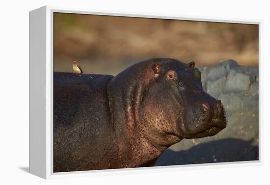 Hippopotamus (Hippopotamus Amphibius) with a Red-Billed Oxpecker (Buphagus Erythrorhynchus)-James Hager-Framed Premier Image Canvas