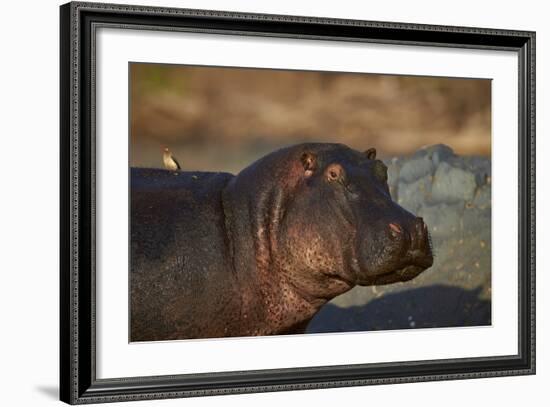 Hippopotamus (Hippopotamus Amphibius) with a Red-Billed Oxpecker (Buphagus Erythrorhynchus)-James Hager-Framed Photographic Print