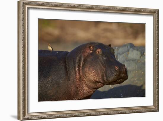 Hippopotamus (Hippopotamus Amphibius) with a Red-Billed Oxpecker (Buphagus Erythrorhynchus)-James Hager-Framed Photographic Print