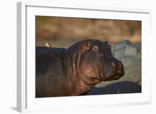 Hippopotamus (Hippopotamus Amphibius) with a Red-Billed Oxpecker (Buphagus Erythrorhynchus)-James Hager-Framed Photographic Print