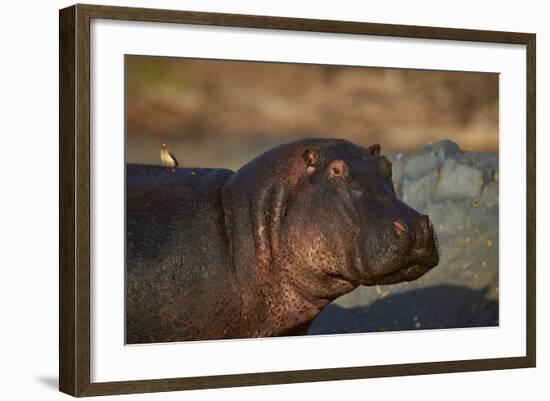 Hippopotamus (Hippopotamus Amphibius) with a Red-Billed Oxpecker (Buphagus Erythrorhynchus)-James Hager-Framed Photographic Print