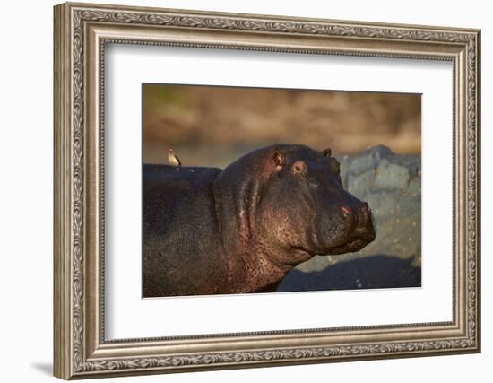 Hippopotamus (Hippopotamus Amphibius) with a Red-Billed Oxpecker (Buphagus Erythrorhynchus)-James Hager-Framed Photographic Print