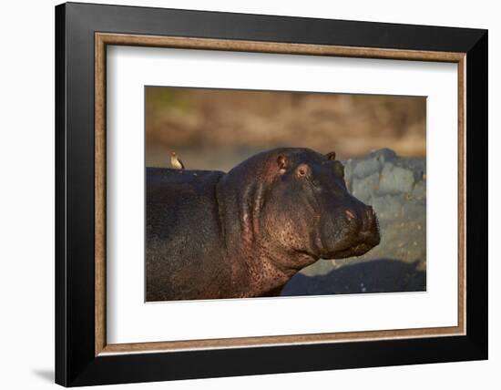 Hippopotamus (Hippopotamus Amphibius) with a Red-Billed Oxpecker (Buphagus Erythrorhynchus)-James Hager-Framed Photographic Print