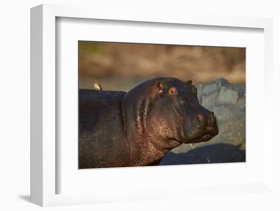 Hippopotamus (Hippopotamus Amphibius) with a Red-Billed Oxpecker (Buphagus Erythrorhynchus)-James Hager-Framed Photographic Print