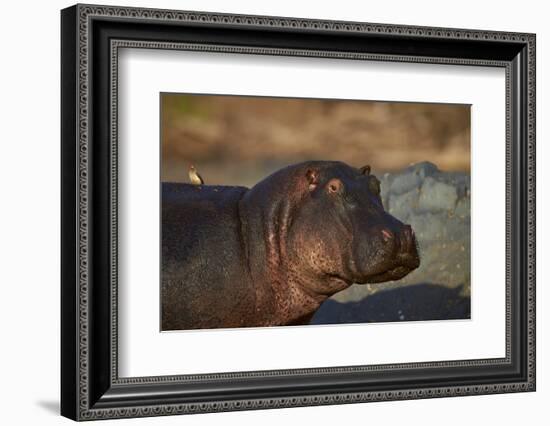 Hippopotamus (Hippopotamus Amphibius) with a Red-Billed Oxpecker (Buphagus Erythrorhynchus)-James Hager-Framed Photographic Print