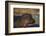 Hippopotamus (Hippopotamus Amphibius) with a Red-Billed Oxpecker (Buphagus Erythrorhynchus)-James Hager-Framed Photographic Print