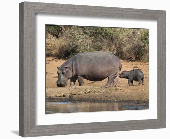 Hippopotamus (Hippopotamus Amphibius) with Calf, Kruger National Park, Mpumalanga, South Africa-Ann & Steve Toon-Framed Photographic Print