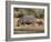 Hippopotamus (Hippopotamus Amphibius) with Calf, Kruger National Park, Mpumalanga, South Africa-Ann & Steve Toon-Framed Photographic Print