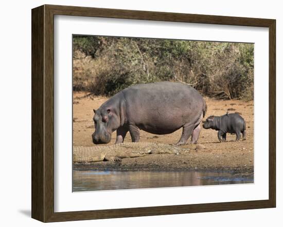 Hippopotamus (Hippopotamus Amphibius) with Calf, Kruger National Park, Mpumalanga, South Africa-Ann & Steve Toon-Framed Photographic Print