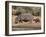 Hippopotamus (Hippopotamus Amphibius) with Calf, Kruger National Park, Mpumalanga, South Africa-Ann & Steve Toon-Framed Photographic Print