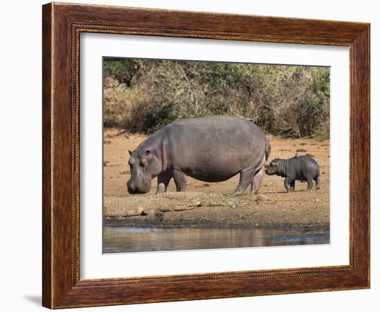 Hippopotamus (Hippopotamus Amphibius) with Calf, Kruger National Park, Mpumalanga, South Africa-Ann & Steve Toon-Framed Photographic Print