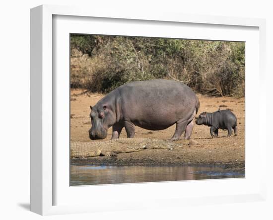 Hippopotamus (Hippopotamus Amphibius) with Calf, Kruger National Park, Mpumalanga, South Africa-Ann & Steve Toon-Framed Photographic Print