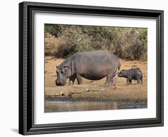 Hippopotamus (Hippopotamus Amphibius) with Calf, Kruger National Park, Mpumalanga, South Africa-Ann & Steve Toon-Framed Photographic Print