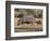 Hippopotamus (Hippopotamus Amphibius) with Calf, Kruger National Park, Mpumalanga, South Africa-Ann & Steve Toon-Framed Photographic Print