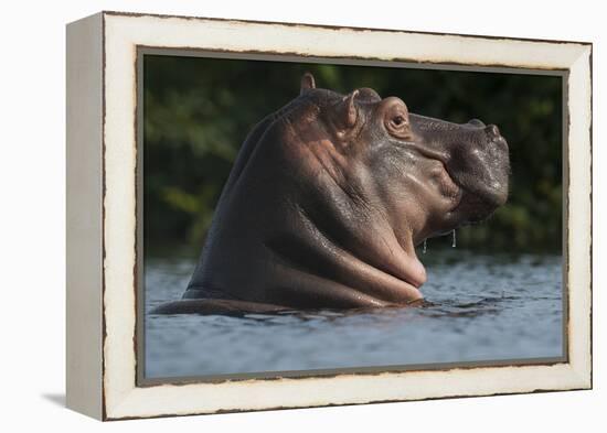 Hippopotamus (Hippopotamus Amphibius) with Head Raised Above Water Surface-Pedro Narra-Framed Premier Image Canvas