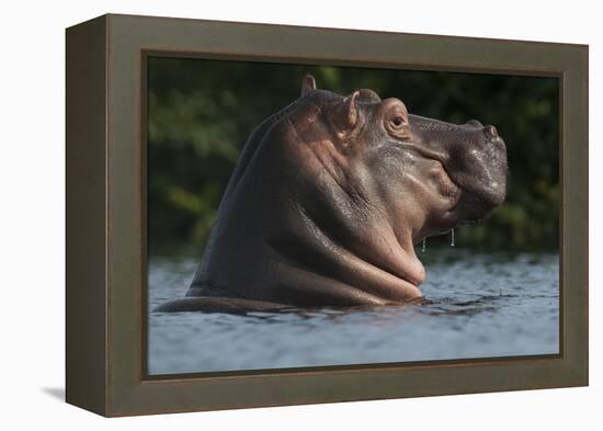 Hippopotamus (Hippopotamus Amphibius) with Head Raised Above Water Surface-Pedro Narra-Framed Premier Image Canvas