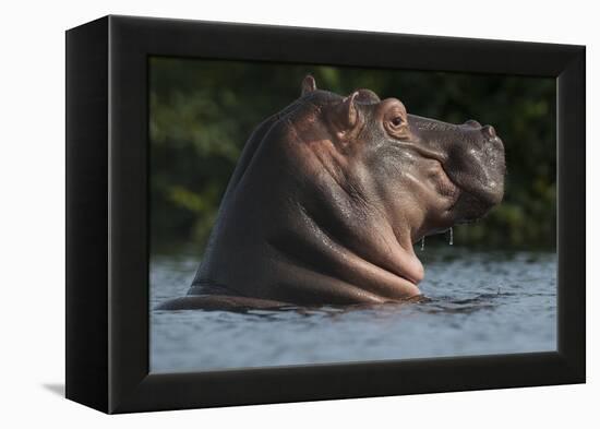 Hippopotamus (Hippopotamus Amphibius) with Head Raised Above Water Surface-Pedro Narra-Framed Premier Image Canvas