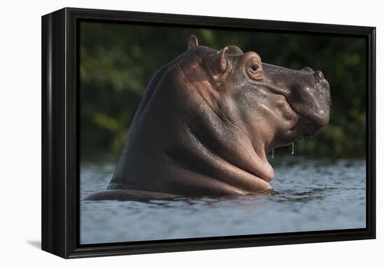 Hippopotamus (Hippopotamus Amphibius) with Head Raised Above Water Surface-Pedro Narra-Framed Premier Image Canvas