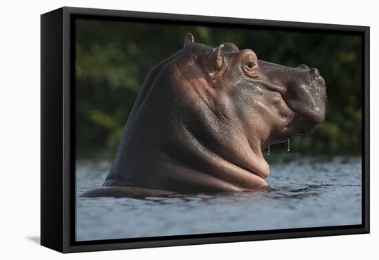 Hippopotamus (Hippopotamus Amphibius) with Head Raised Above Water Surface-Pedro Narra-Framed Premier Image Canvas