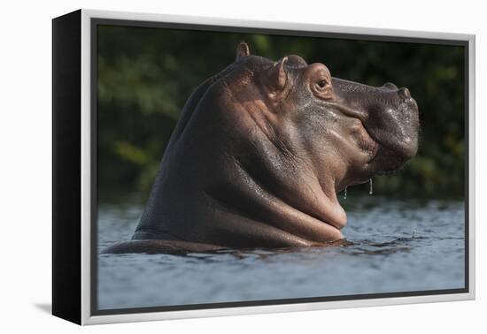 Hippopotamus (Hippopotamus Amphibius) with Head Raised Above Water Surface-Pedro Narra-Framed Premier Image Canvas