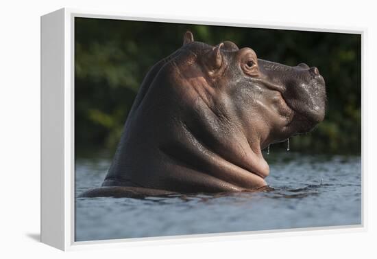 Hippopotamus (Hippopotamus Amphibius) with Head Raised Above Water Surface-Pedro Narra-Framed Premier Image Canvas