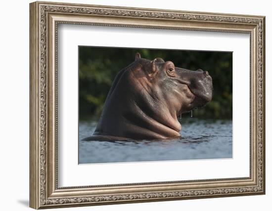 Hippopotamus (Hippopotamus Amphibius) with Head Raised Above Water Surface-Pedro Narra-Framed Photographic Print