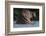 Hippopotamus (Hippopotamus Amphibius) with Head Raised Above Water Surface-Pedro Narra-Framed Photographic Print