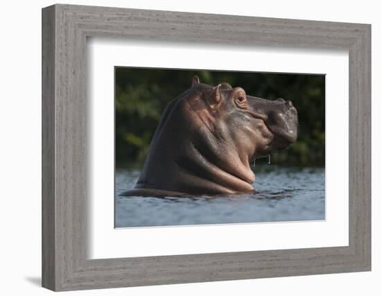 Hippopotamus (Hippopotamus Amphibius) with Head Raised Above Water Surface-Pedro Narra-Framed Photographic Print