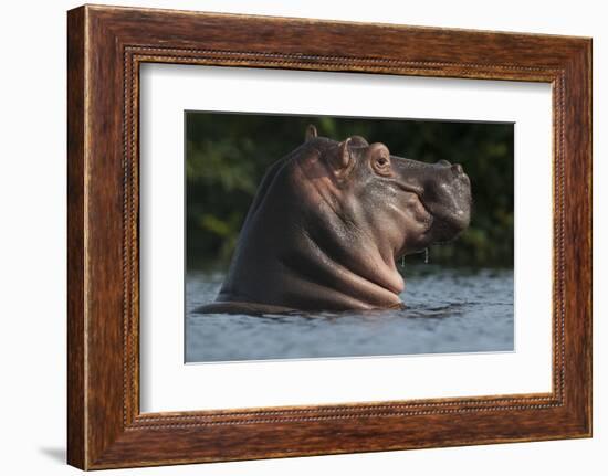 Hippopotamus (Hippopotamus Amphibius) with Head Raised Above Water Surface-Pedro Narra-Framed Photographic Print