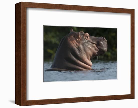 Hippopotamus (Hippopotamus Amphibius) with Head Raised Above Water Surface-Pedro Narra-Framed Photographic Print