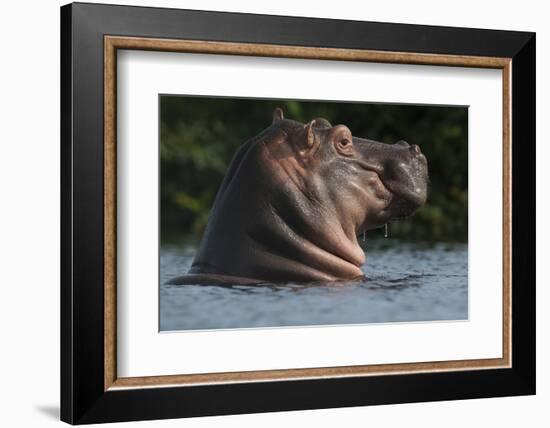 Hippopotamus (Hippopotamus Amphibius) with Head Raised Above Water Surface-Pedro Narra-Framed Photographic Print