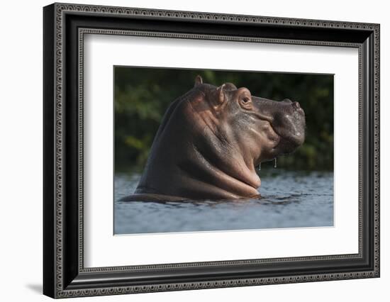 Hippopotamus (Hippopotamus Amphibius) with Head Raised Above Water Surface-Pedro Narra-Framed Photographic Print