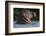 Hippopotamus (Hippopotamus Amphibius) with Head Raised Above Water Surface-Pedro Narra-Framed Photographic Print