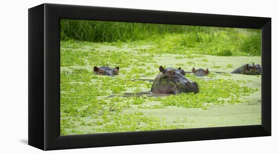 Hippopotamus (Hippos) Wallowing in Hippo Pool, South Luangwa National Park, Zambia, Africa-Janette Hill-Framed Premier Image Canvas