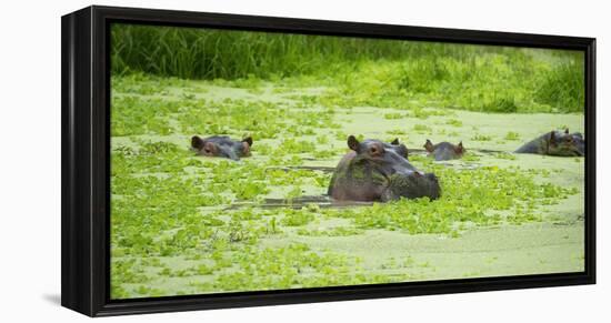 Hippopotamus (Hippos) Wallowing in Hippo Pool, South Luangwa National Park, Zambia, Africa-Janette Hill-Framed Premier Image Canvas