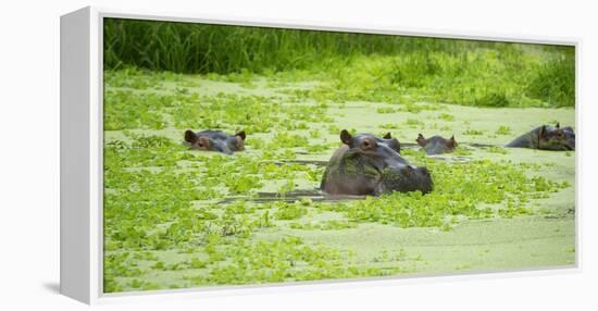 Hippopotamus (Hippos) Wallowing in Hippo Pool, South Luangwa National Park, Zambia, Africa-Janette Hill-Framed Premier Image Canvas