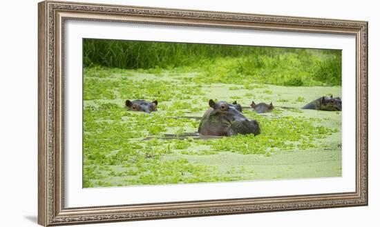 Hippopotamus (Hippos) Wallowing in Hippo Pool, South Luangwa National Park, Zambia, Africa-Janette Hill-Framed Photographic Print