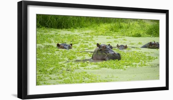Hippopotamus (Hippos) Wallowing in Hippo Pool, South Luangwa National Park, Zambia, Africa-Janette Hill-Framed Photographic Print