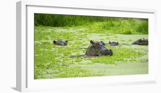 Hippopotamus (Hippos) Wallowing in Hippo Pool, South Luangwa National Park, Zambia, Africa-Janette Hill-Framed Photographic Print