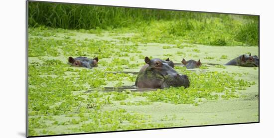 Hippopotamus (Hippos) Wallowing in Hippo Pool, South Luangwa National Park, Zambia, Africa-Janette Hill-Mounted Photographic Print