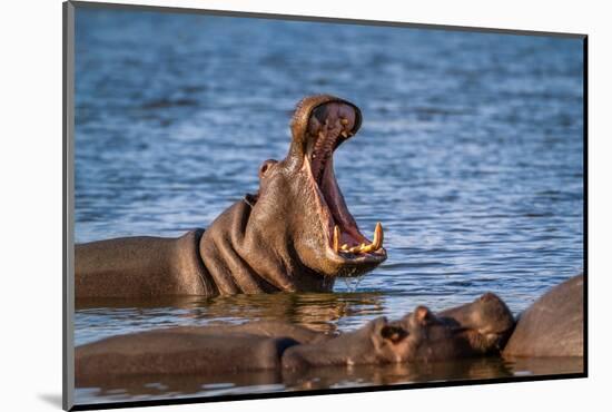 Hippopotamus in Kruger National Park, South Africa ; Specie Hippopotamus Amphibius Family of Hippop-PACO COMO-Mounted Photographic Print