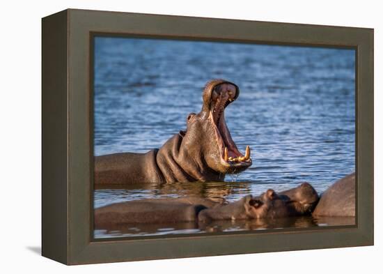 Hippopotamus in Kruger National Park, South Africa ; Specie Hippopotamus Amphibius Family of Hippop-PACO COMO-Framed Premier Image Canvas