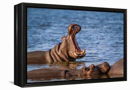 Hippopotamus in Kruger National Park, South Africa ; Specie Hippopotamus Amphibius Family of Hippop-PACO COMO-Framed Premier Image Canvas