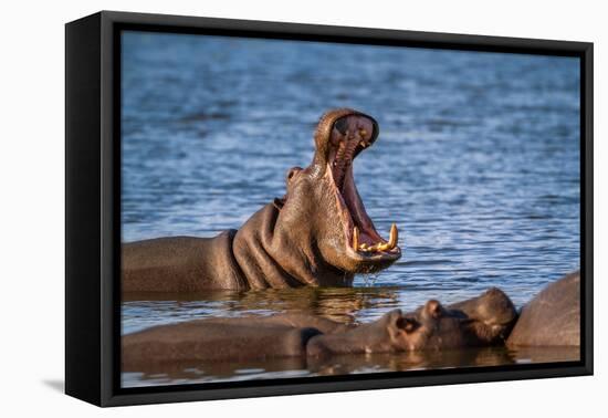 Hippopotamus in Kruger National Park, South Africa ; Specie Hippopotamus Amphibius Family of Hippop-PACO COMO-Framed Premier Image Canvas