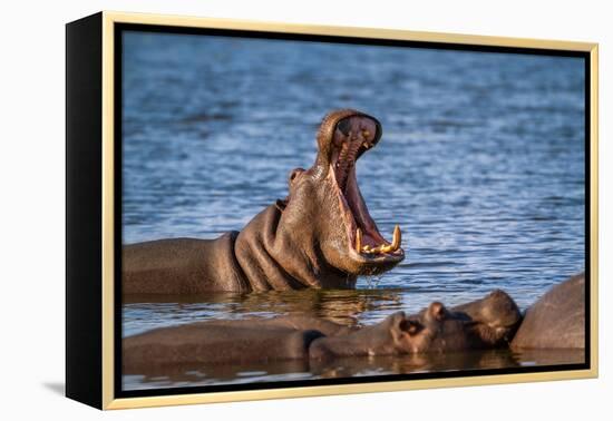 Hippopotamus in Kruger National Park, South Africa ; Specie Hippopotamus Amphibius Family of Hippop-PACO COMO-Framed Premier Image Canvas