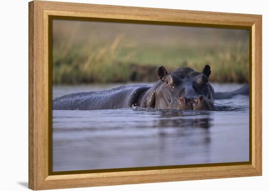 Hippopotamus in River-null-Framed Premier Image Canvas