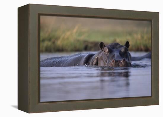 Hippopotamus in River-null-Framed Premier Image Canvas