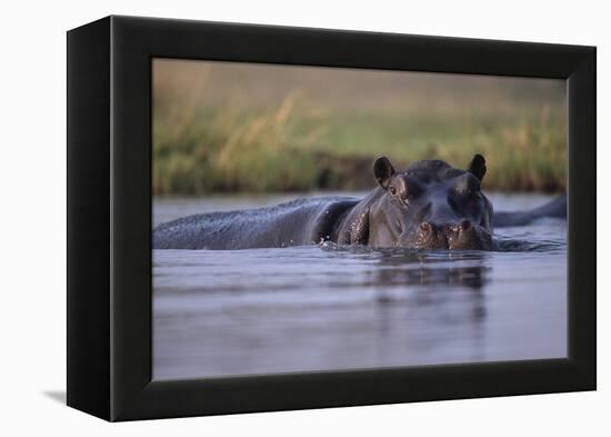 Hippopotamus in River-null-Framed Premier Image Canvas