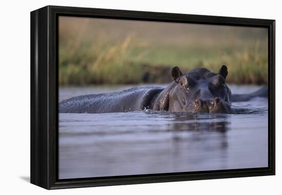 Hippopotamus in River-null-Framed Premier Image Canvas